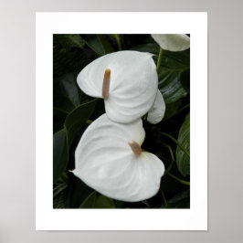 Witte Anthurium Bloesems Fotografisch Poster