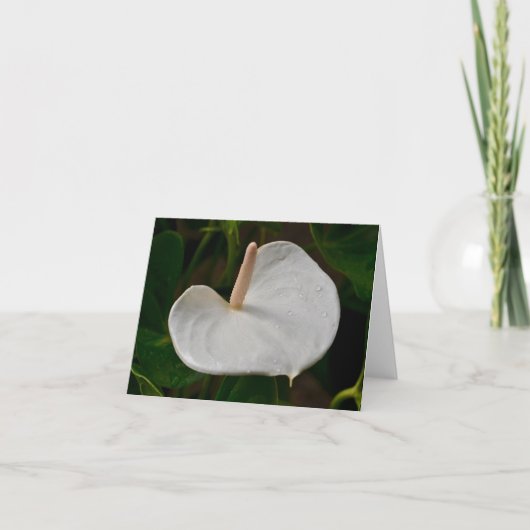 Witte Anthurium Note Kaart (Voorkant)