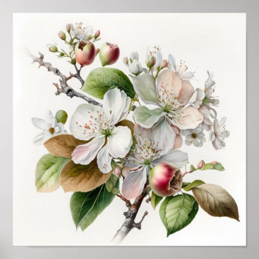 Witte appel bloesems bloemenkunst print Poster (Voorkant)