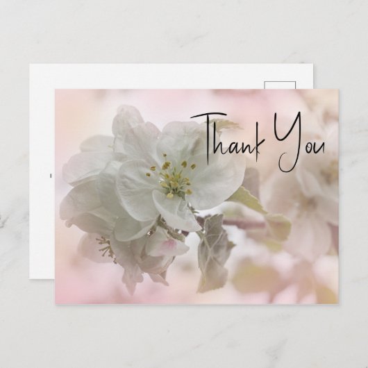 Witte Appelbloesem Foto Bedankt Briefkaart (Voorkant / Achterkant)