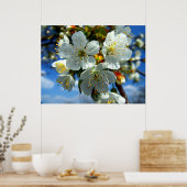 Witte appelbloesem poster (Keuken)