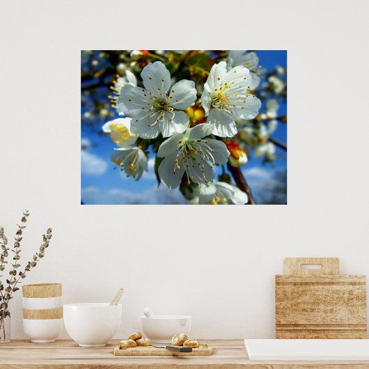 Witte appelbloesem poster (Keuken)