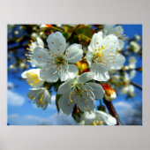 Witte appelbloesem poster (Voorkant)