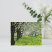 witte appelbomen in de lentesbloemen briefkaart (Staand voorkant)