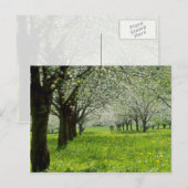 witte appelbomen in de lentesbloemen briefkaart (Voorkant / Achterkant)