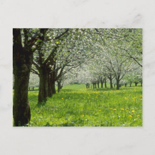witte appelbomen in de lentesbloemen briefkaart