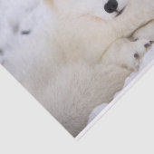 Witte arctische vos die naar je kijkt tissuepapier (Detail)