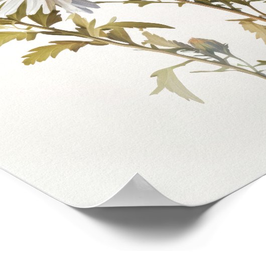 Witte Aster Bloem Art Print Poster (Hoek)