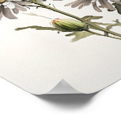 Witte Aster Bloem Art Print Poster (Hoek)