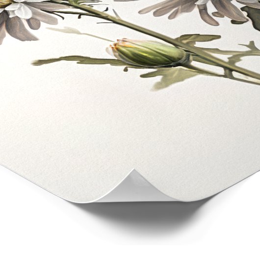 Witte Aster Bloem Art Print Poster (Hoek)