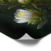 Witte Aster Bloem Art Print Poster (Hoek)