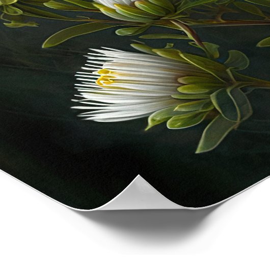 Witte Aster Bloem Art Print Poster (Hoek)