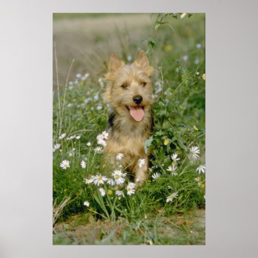 witte Australische doodbloemen Poster (Voorkant)