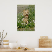 witte Australische doodbloemen Poster (Keuken)
