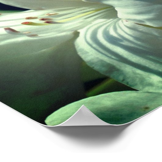 Witte azalea bloem en topspiegel Abstract Poster (Hoek)