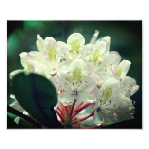 Witte azalea bloem met regendruppels 8x10 foto afdruk