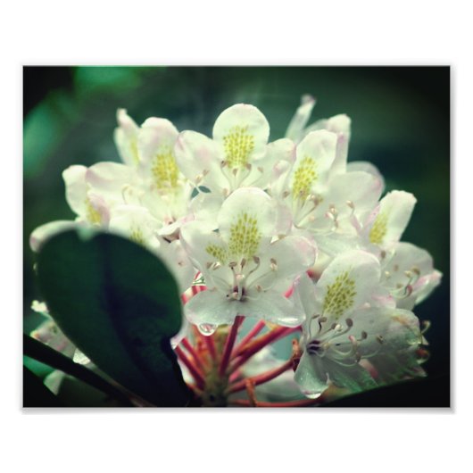 Witte azalea bloem met regendruppels 8x10 foto afdruk (Voorkant)