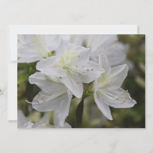  witte azalea bloemen Christelijke bruiloft Kaart (Achterkant)