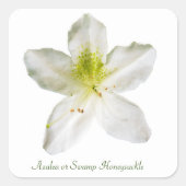 Witte azalea (moerashoning) vierkante sticker (Voorkant)