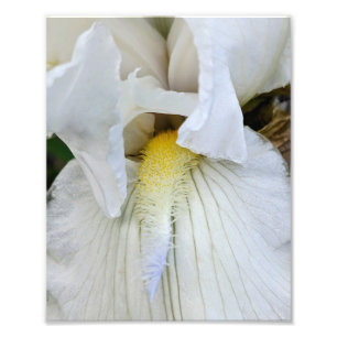 Witte Baardiris Bloei Macro Foto Afdruk