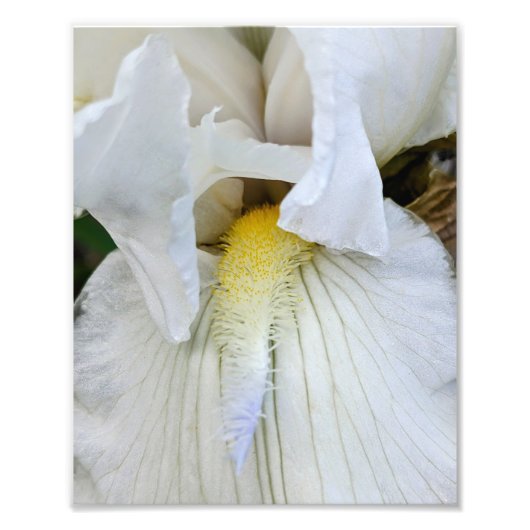 Witte Baardiris Bloei Macro Foto Afdruk (Voorkant)