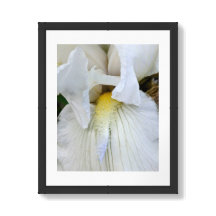 Witte Baardiris Bloei Macro Foto