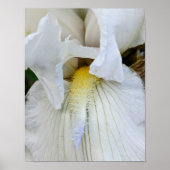 Witte Baardiris Bloei Macro Foto Poster (Voorkant)