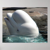 Witte Baby Beluga Poster (Voorkant)