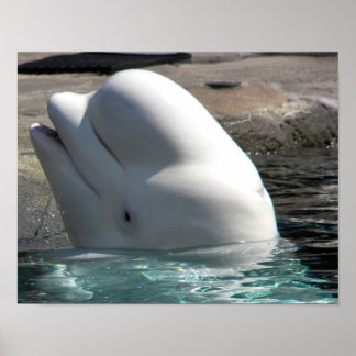 Witte Baby Beluga Poster