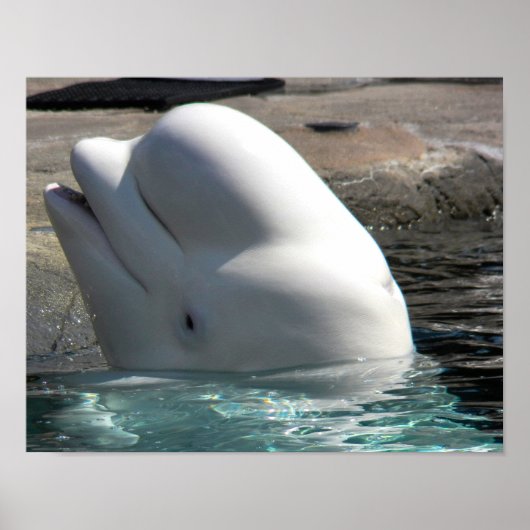 Witte Baby Beluga Poster (Voorkant)