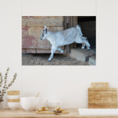 Witte Baby geit die de schuur achterlaat Poster (Keuken)