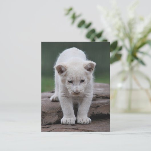 Witte baby leeuwenkub briefkaart (Staand voorkant)