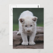 Witte baby leeuwenkub briefkaart (Voorkant / Achterkant)