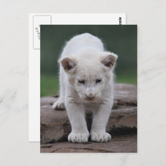 Witte baby leeuwenkub briefkaart (Voorkant / Achterkant)