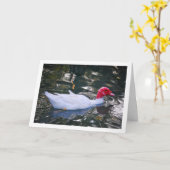 Witte Barbarijse eend Kaart (Gele Bloem)