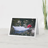 Witte Barbarijse eend Kaart (Voorkant)