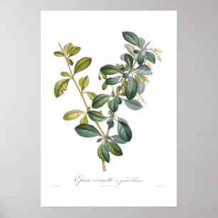 Witte Barberry Poster