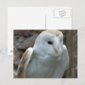Witte Barn Owl Briefkaart (Voorkant / Achterkant)