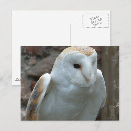 Witte Barn Owl Briefkaart (Voorkant / Achterkant)