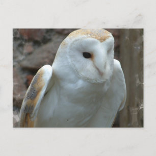 Witte Barn Owl Briefkaart