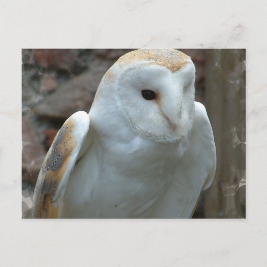 Witte Barn Owl Briefkaart (Voorkant)