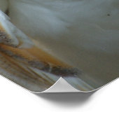 Witte Barn Owl Poster (Hoek)