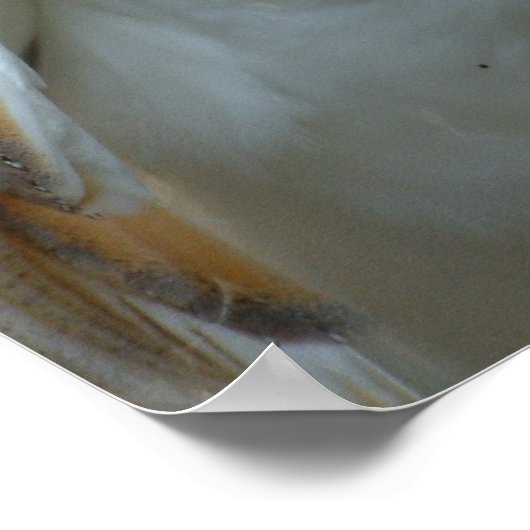 Witte Barn Owl Poster (Hoek)