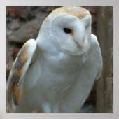 Witte Barn Owl Poster (Voorkant)