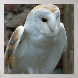Witte Barn Owl Poster
