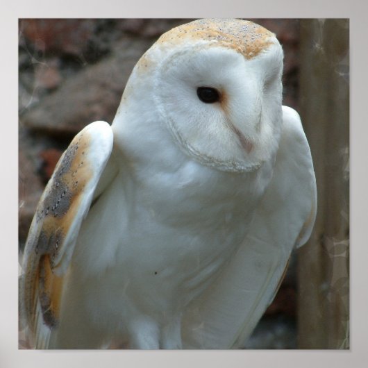 Witte Barn Owl Poster (Voorkant)