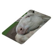 Witte Barok Ezel Magneet (Linkerzijde)