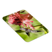 Witte bebaarde kluizenaar kleine magneet (Rechterzijde)