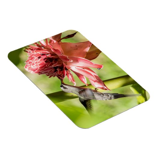 Witte bebaarde kluizenaar kleine magneet (Rechterzijde)