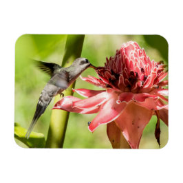 Witte bebaarde kluizenaar kleine magneet